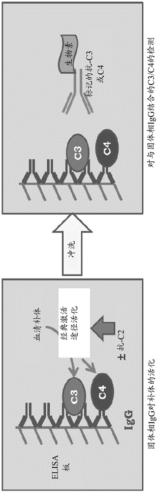 Binding molecules that bind human complement factor C2 and uses thereof