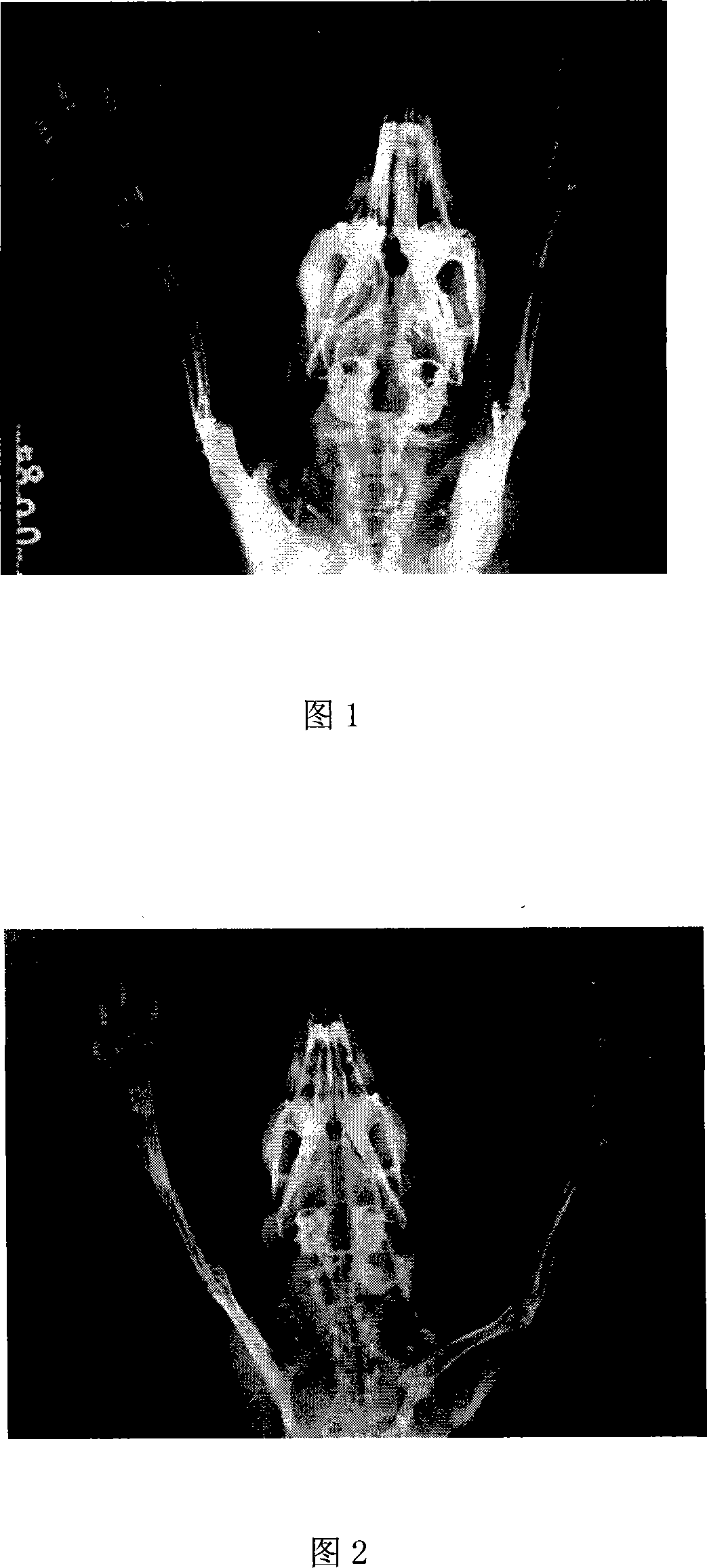 Tissue engineering bone complex and application