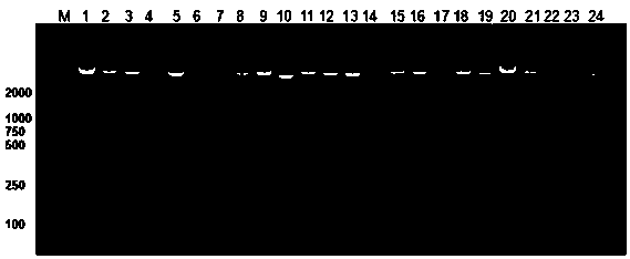 Amaranth EST-SSR marker primer and method for identifying amaranth varieties