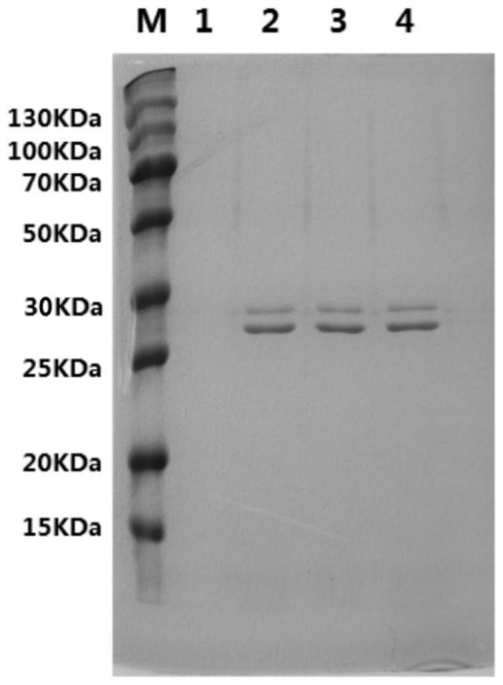 Construction and application of genetic engineering strain of yak rumen anaerobic fungus xylanase