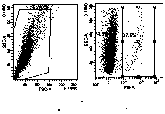 Fluorescence labeled human triple-negative breast cancer osseous metastasis cell line