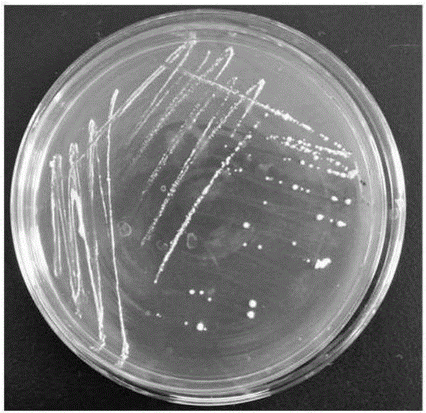 Lactobacillus brevis separated from traditional fermented food acidic gruel and application thereof