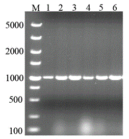 Method for synthetizing D-phenyllactic acid through recombinant Escherichia coli