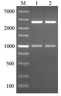 Method for synthetizing D-phenyllactic acid through recombinant Escherichia coli