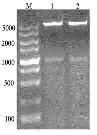 Method for synthetizing D-phenyllactic acid through recombinant Escherichia coli