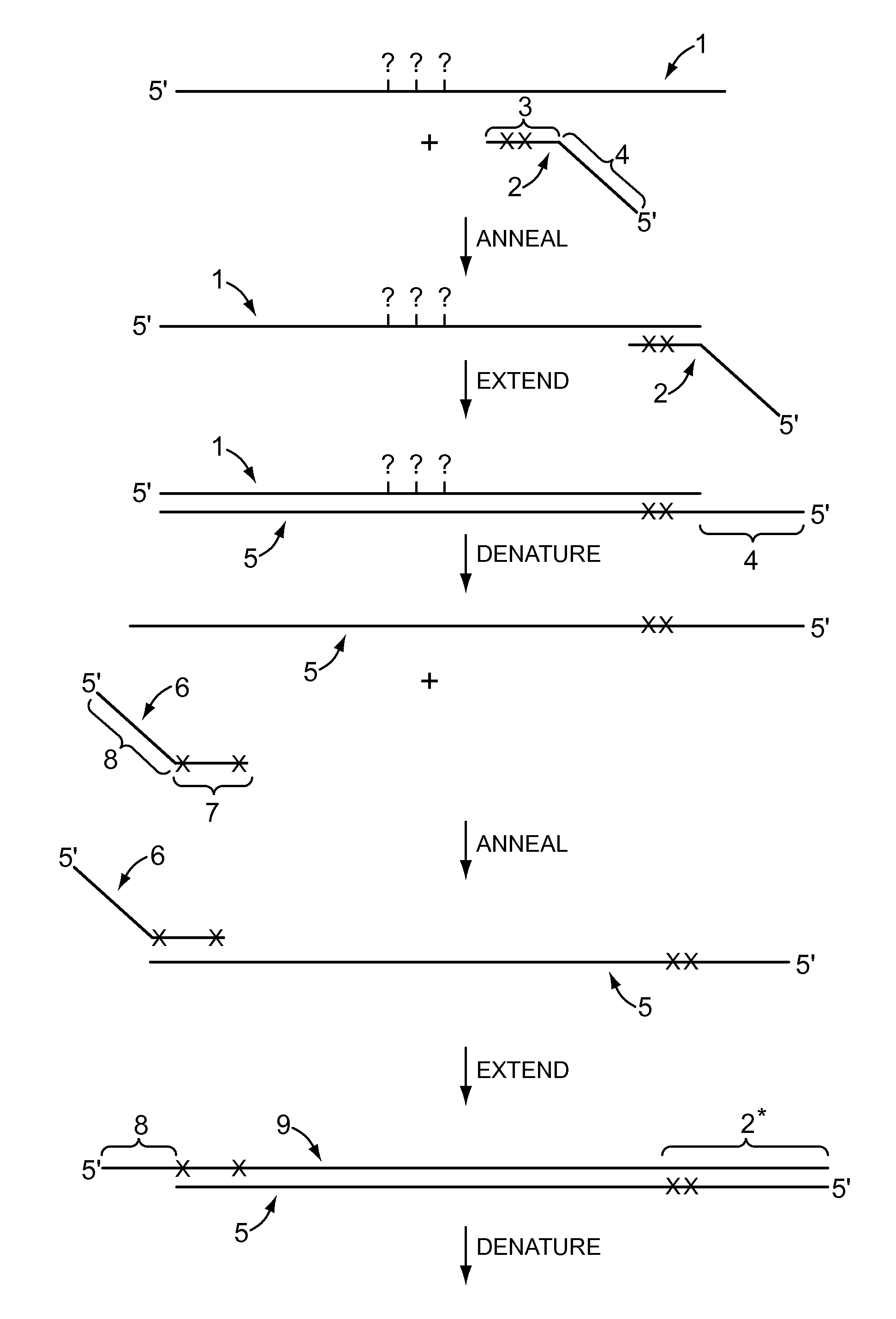 Compositions, methods, and kits for analyzing DNA methylation