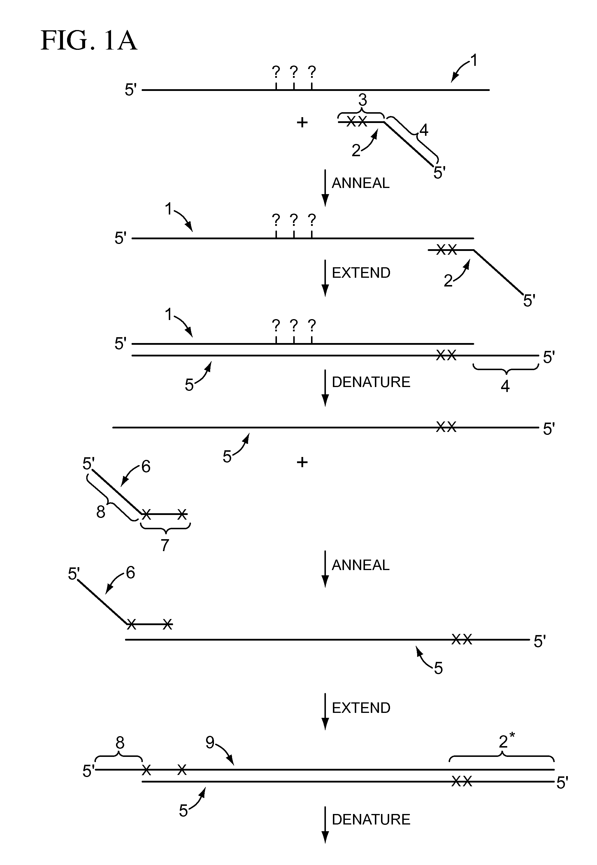 Compositions, methods, and kits for analyzing DNA methylation