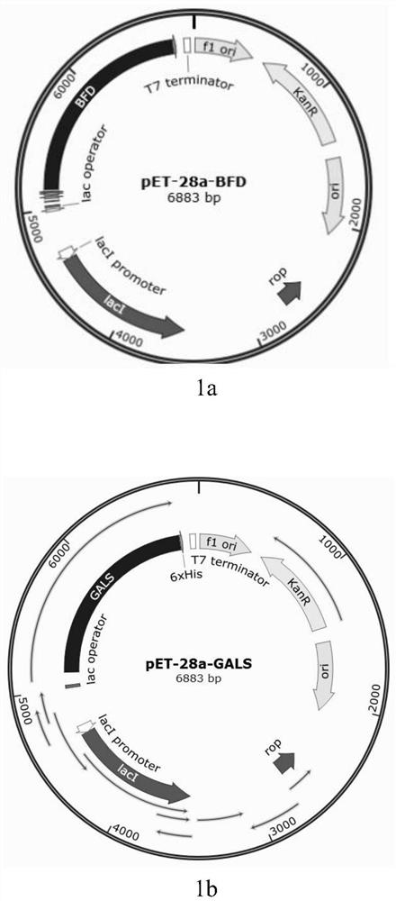 Method for biosynthesizing xylose