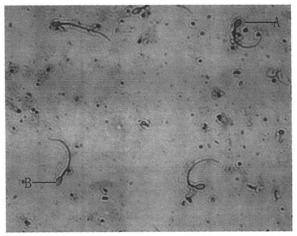 Method for in vitro capacitation of rabbit sperms and nutrient solution formula