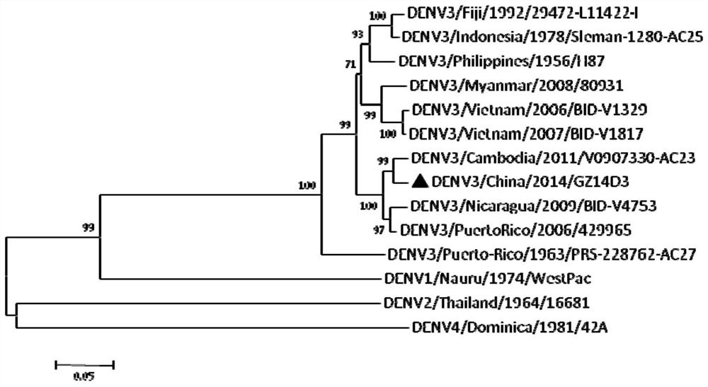 Dengue virus serum type 3 epidemic strain GZ14D3 replicon and application thereof