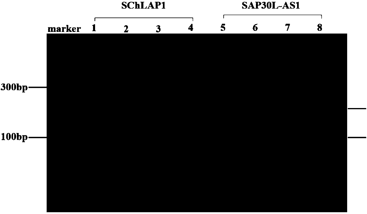 Prostate cancer-specific exosome, IncRNA and preparation methods and application thereof