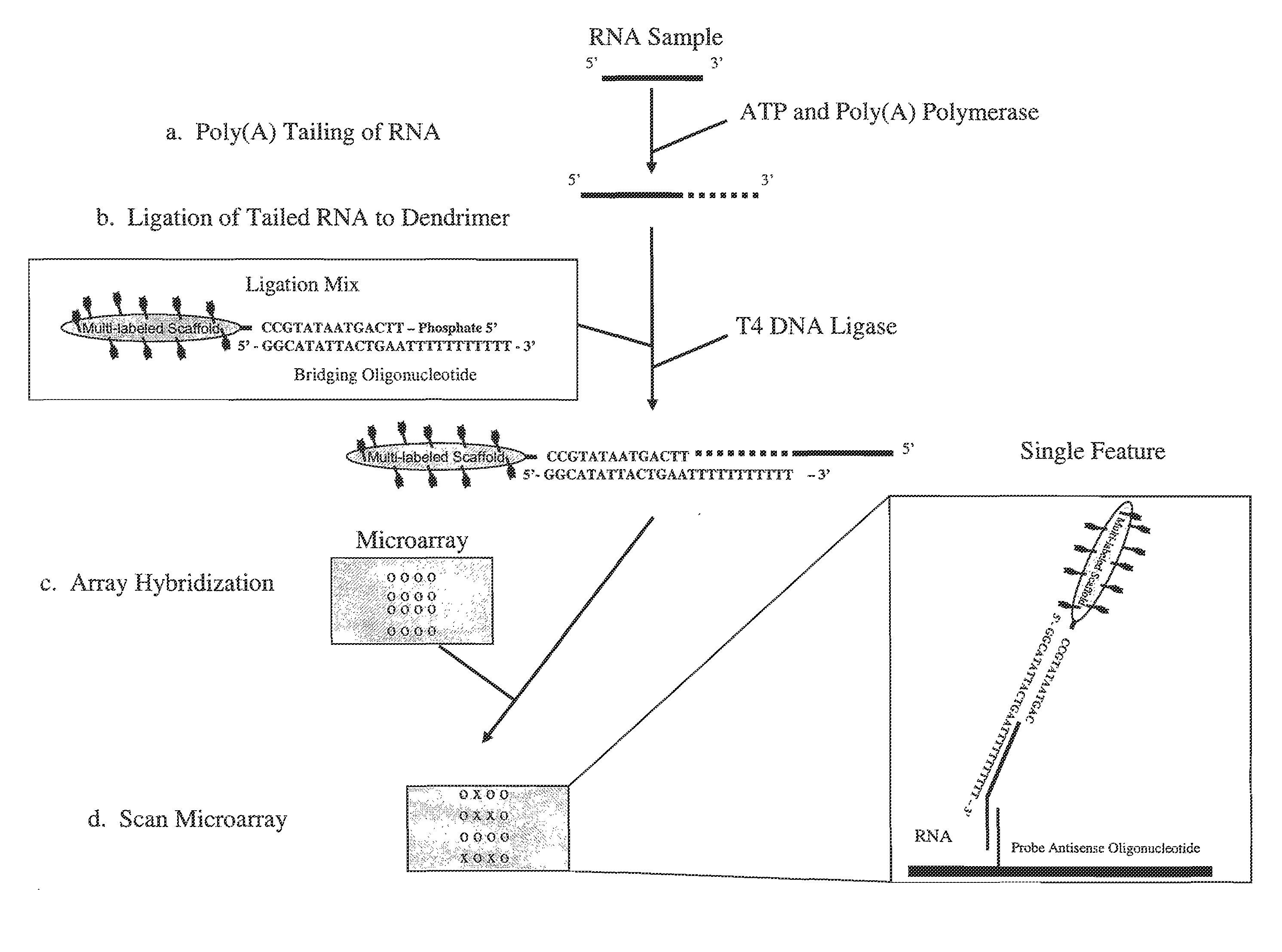 Methods, Reagents and Kits for Detection of Nucleic Acid Molecules