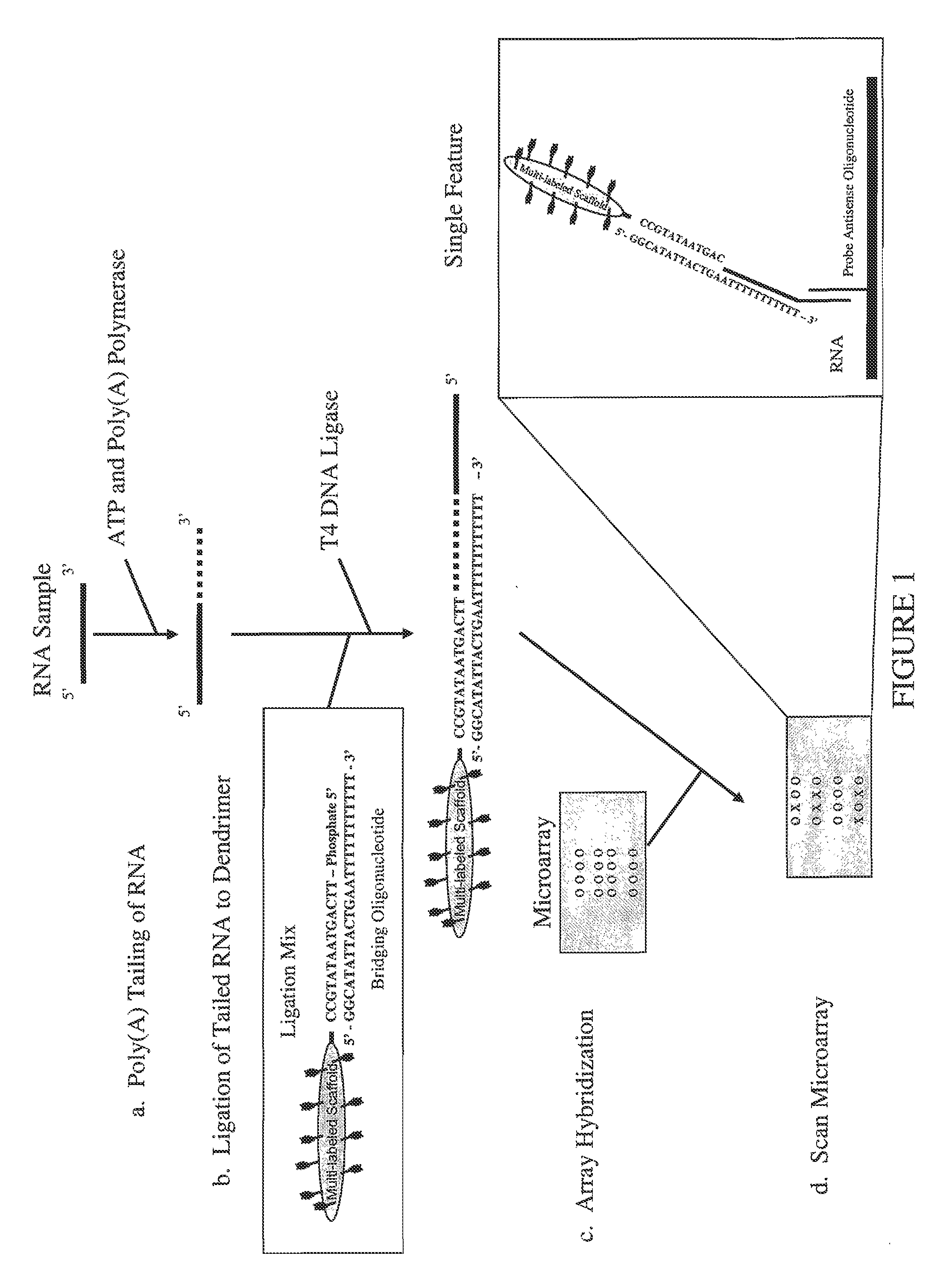 Methods, Reagents and Kits for Detection of Nucleic Acid Molecules