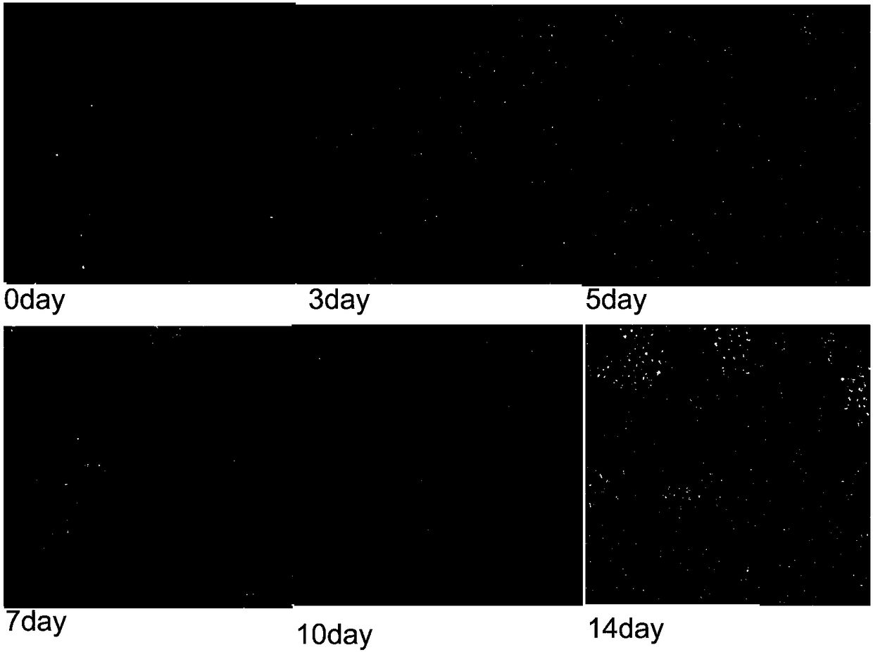 Method for establishing NK and/or T cell line