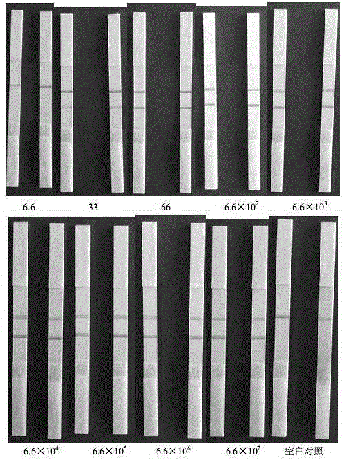 VHSV (viral haemorrhagic septicaemia virus) visual nucleic acid strip detection primer group and detection method