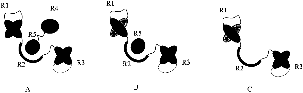 Multifunctional protein