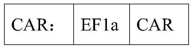 Preparation method and application of high-purity universal CAR-T