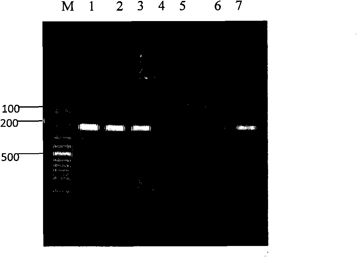 Primer group for detecting Bordetella pertussis, detection test kit and detection method