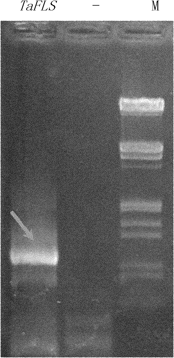 Wheat salt-resistant and oxidation-resistant gene TaFLS and application thereof