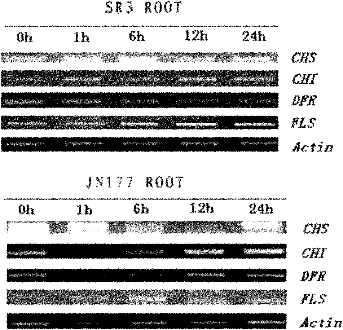 Wheat salt-resistant and oxidation-resistant gene TaFLS and application thereof