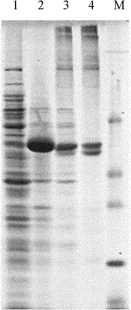 Wheat salt-resistant and oxidation-resistant gene TaFLS and application thereof