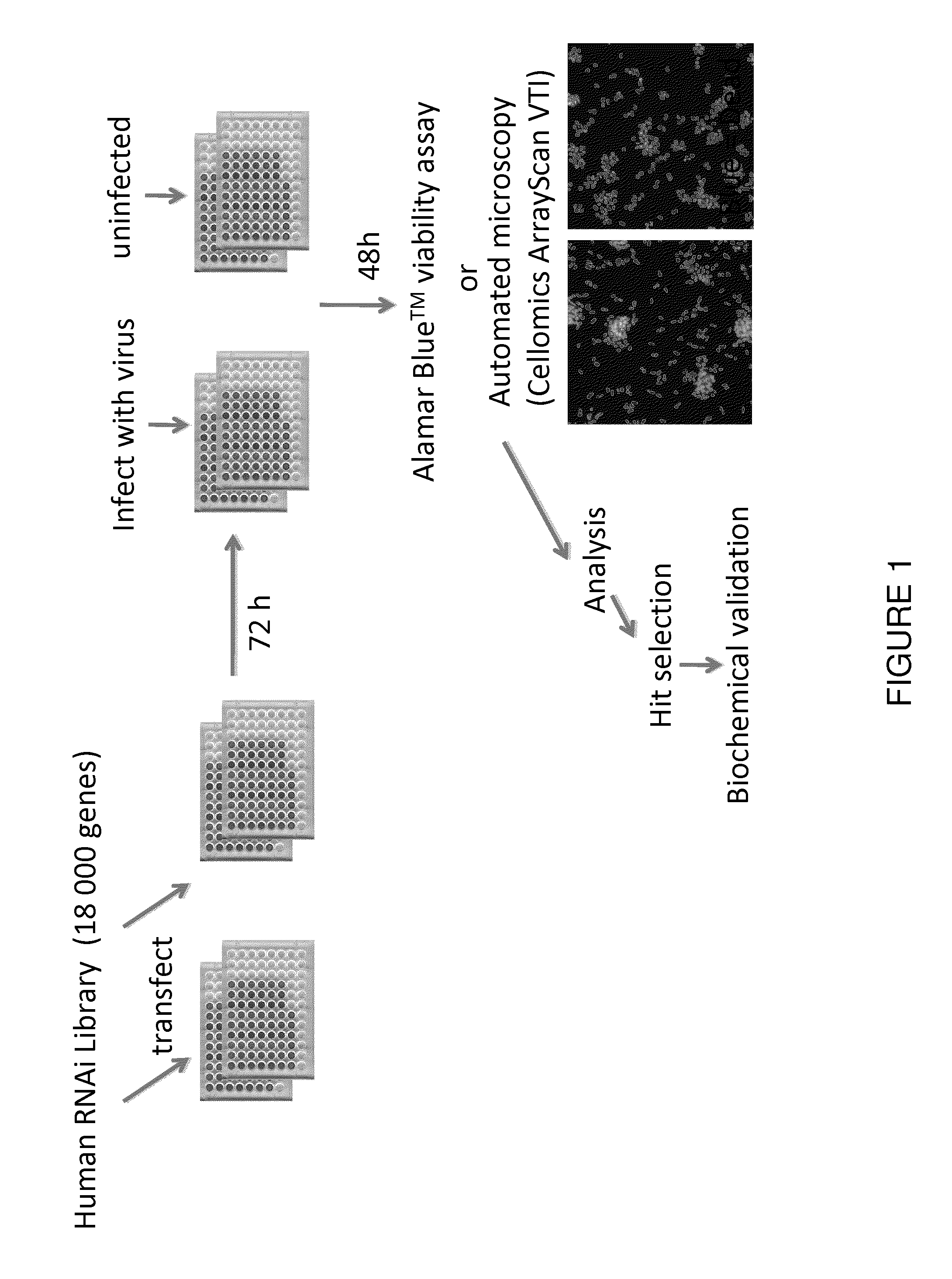 Compositions and methods for augmenting activity of oncolytic viruses