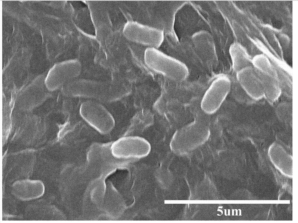 Grapheme-based composite film using bacterium as template and preparation method and application thereof