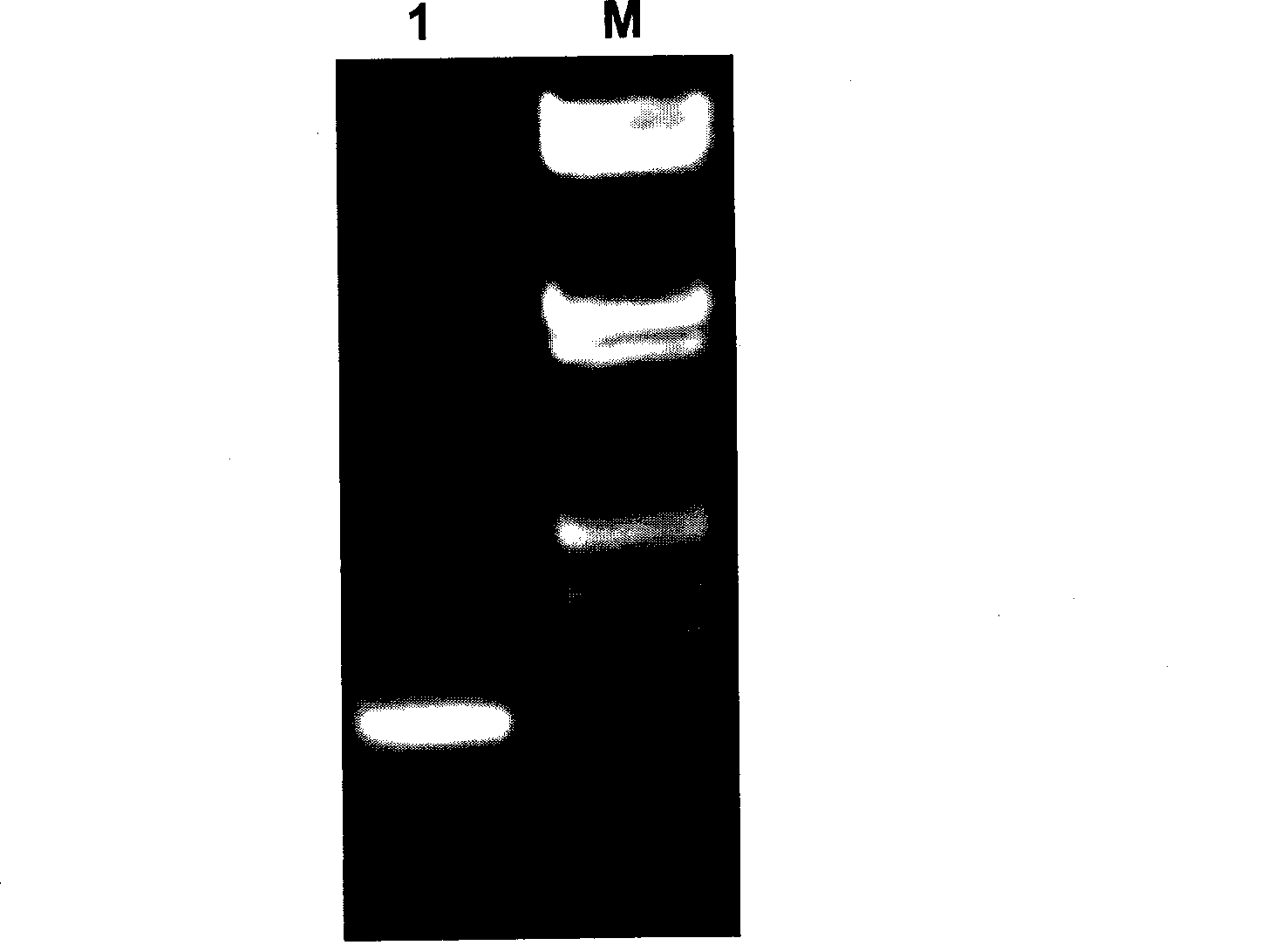 Swertia bimaculata ceraniol-10 hydroxylase gene SmG10H and uses thereof