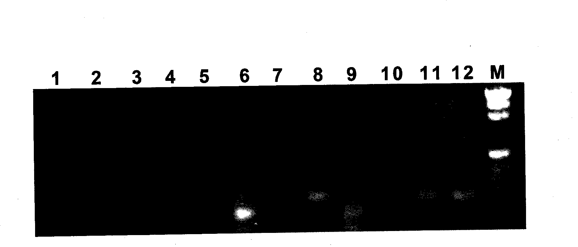 Swertia bimaculata ceraniol-10 hydroxylase gene SmG10H and uses thereof