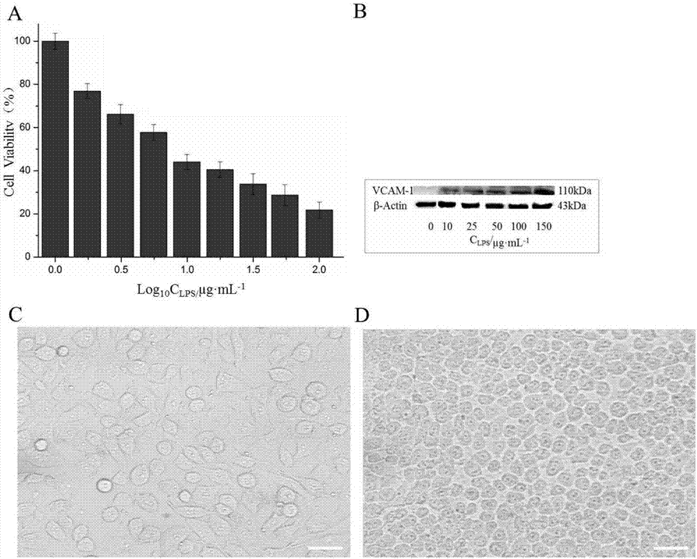 Targeting atherosclerotic focus cell membrane bionic drug-delivery system preparation method and product and application thereof