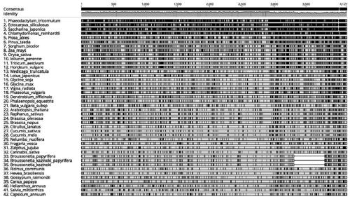 Molecular marker for identifying hybrid broussonetia papyrifera and application of molecular marker