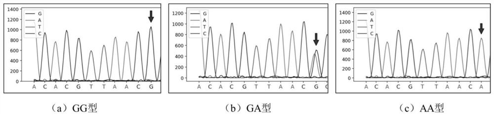 Molecular marker related to bacterial septicemia resistance character of silurus meridionalis and application of molecular marker