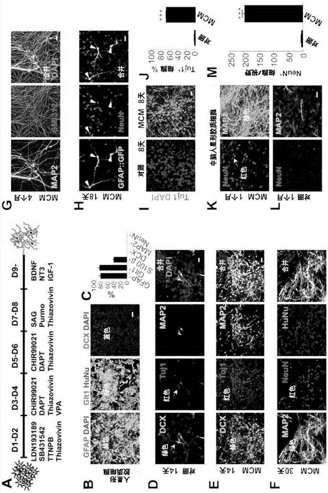 Chemical reprogramming of human glial cells into neurons for brain and spinal cord repair