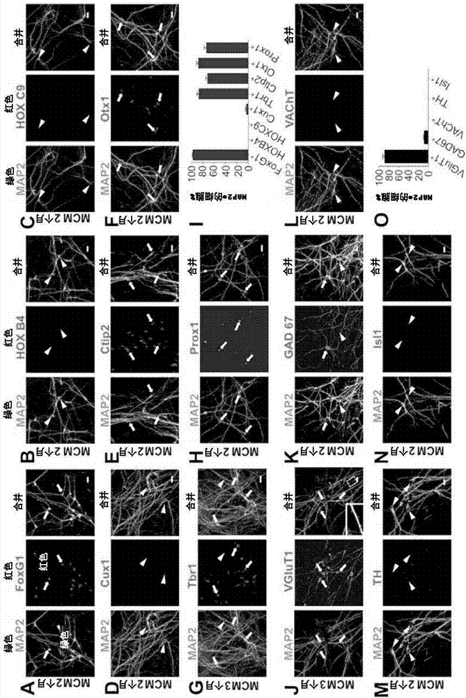 Chemical reprogramming of human glial cells into neurons for brain and spinal cord repair