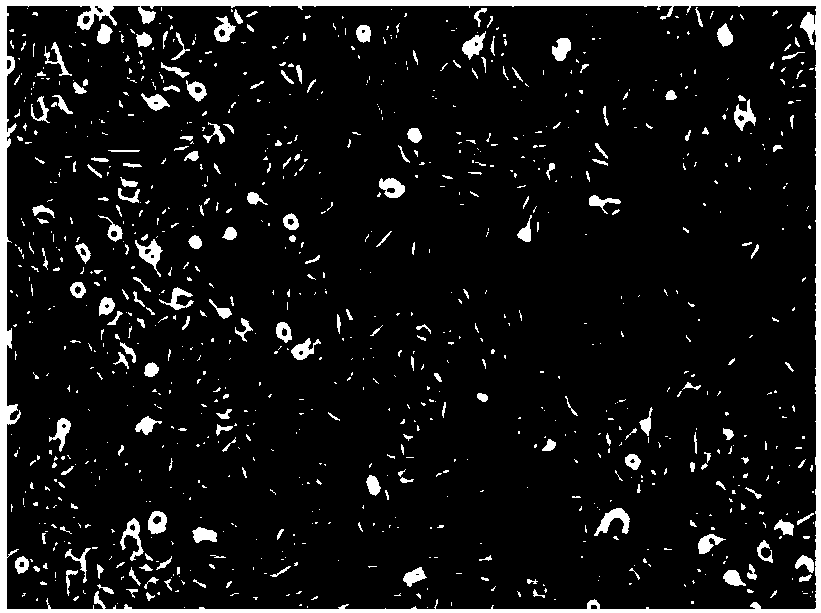 BHK-21 cell strain and culture method and purpose thereof