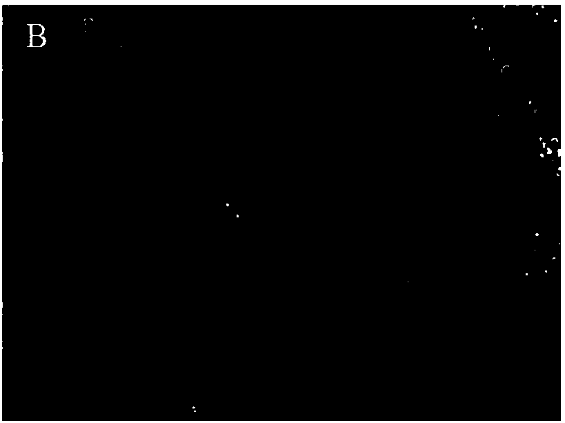 BHK-21 cell strain and culture method and purpose thereof