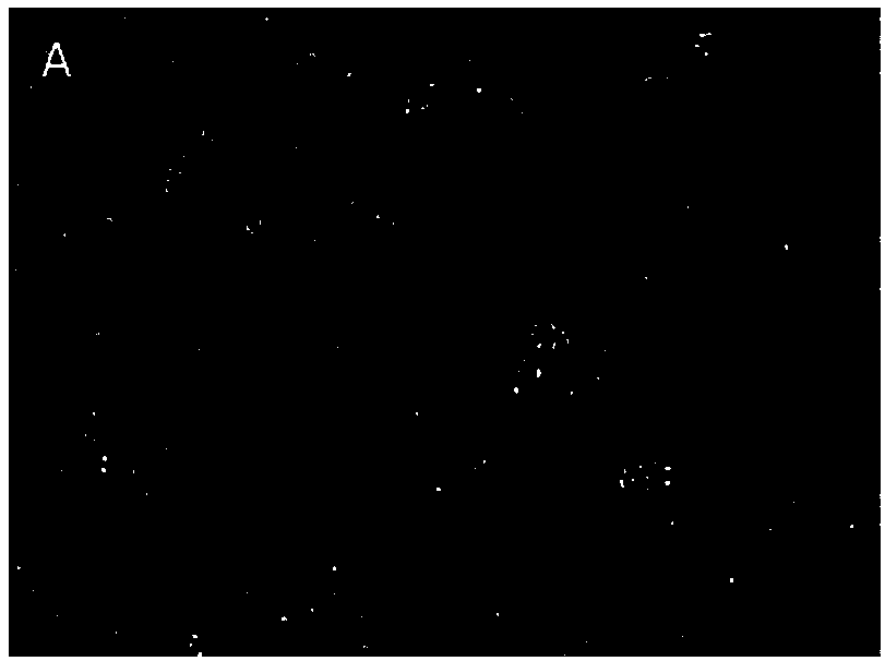 BHK-21 cell strain and culture method and purpose thereof