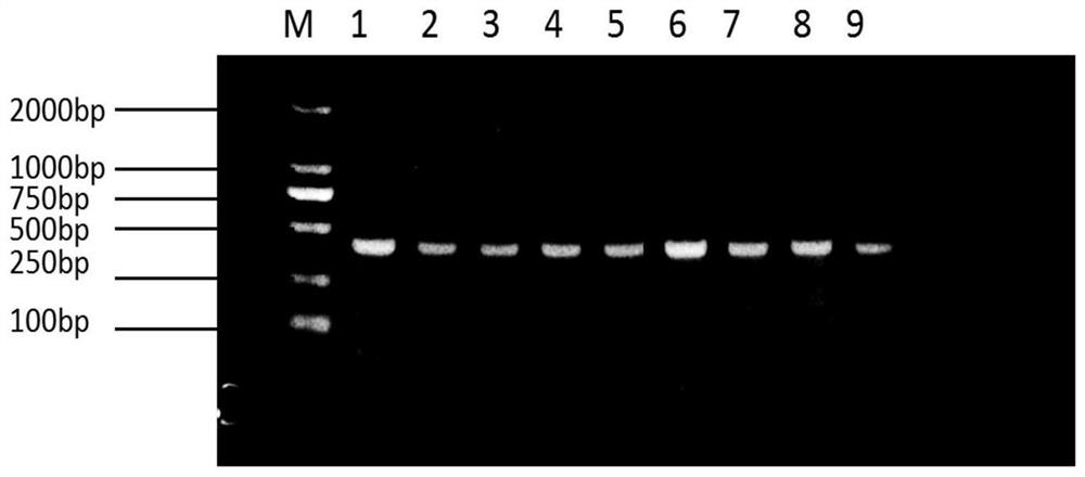 Single domain heavy chain antibody for detecting porcine epidemic diarrhea virus, preparation method and application