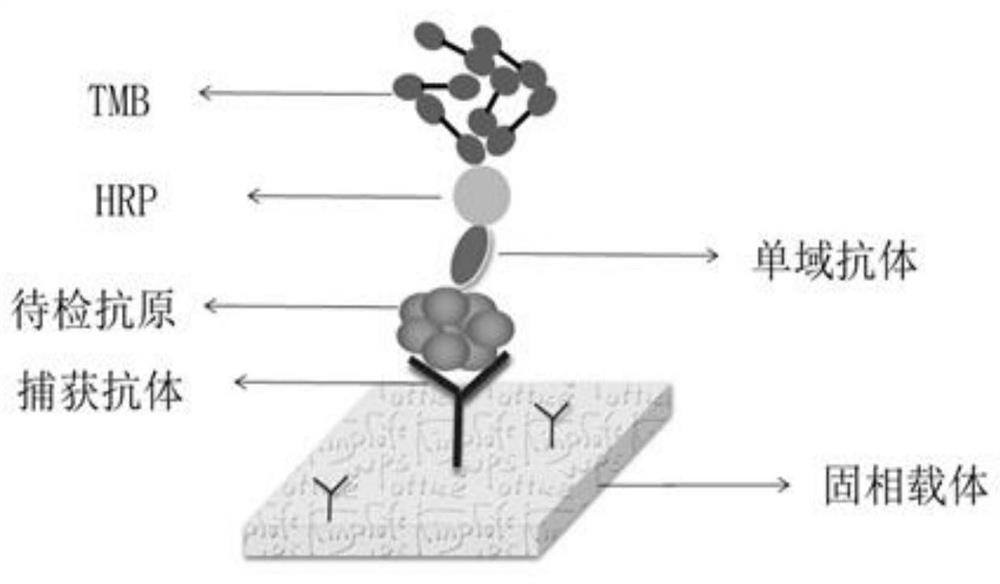 Single domain heavy chain antibody for detecting porcine epidemic diarrhea virus, preparation method and application