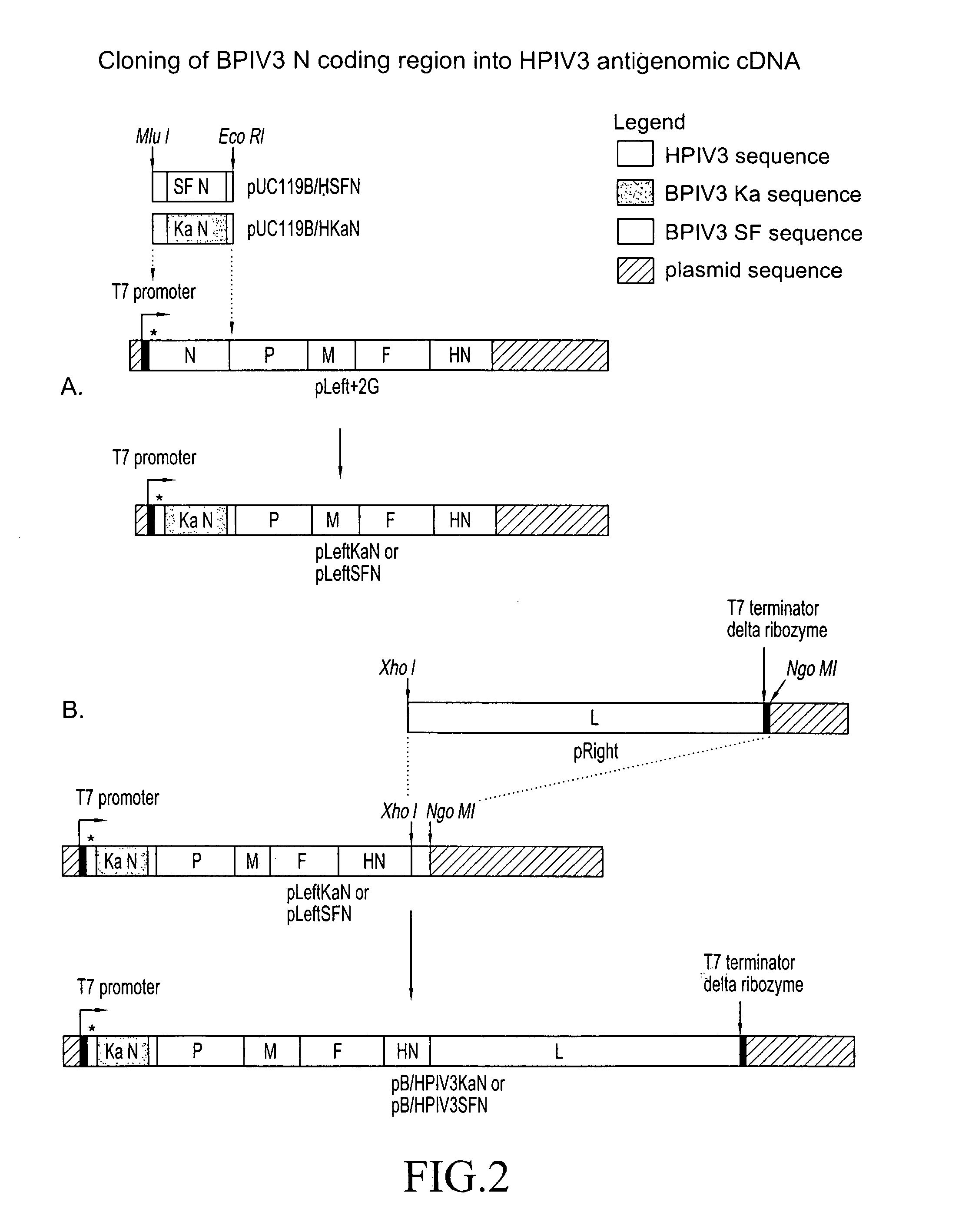 Attenuated human-bovine chimeric parainfluenza virus(PIV) vaccines