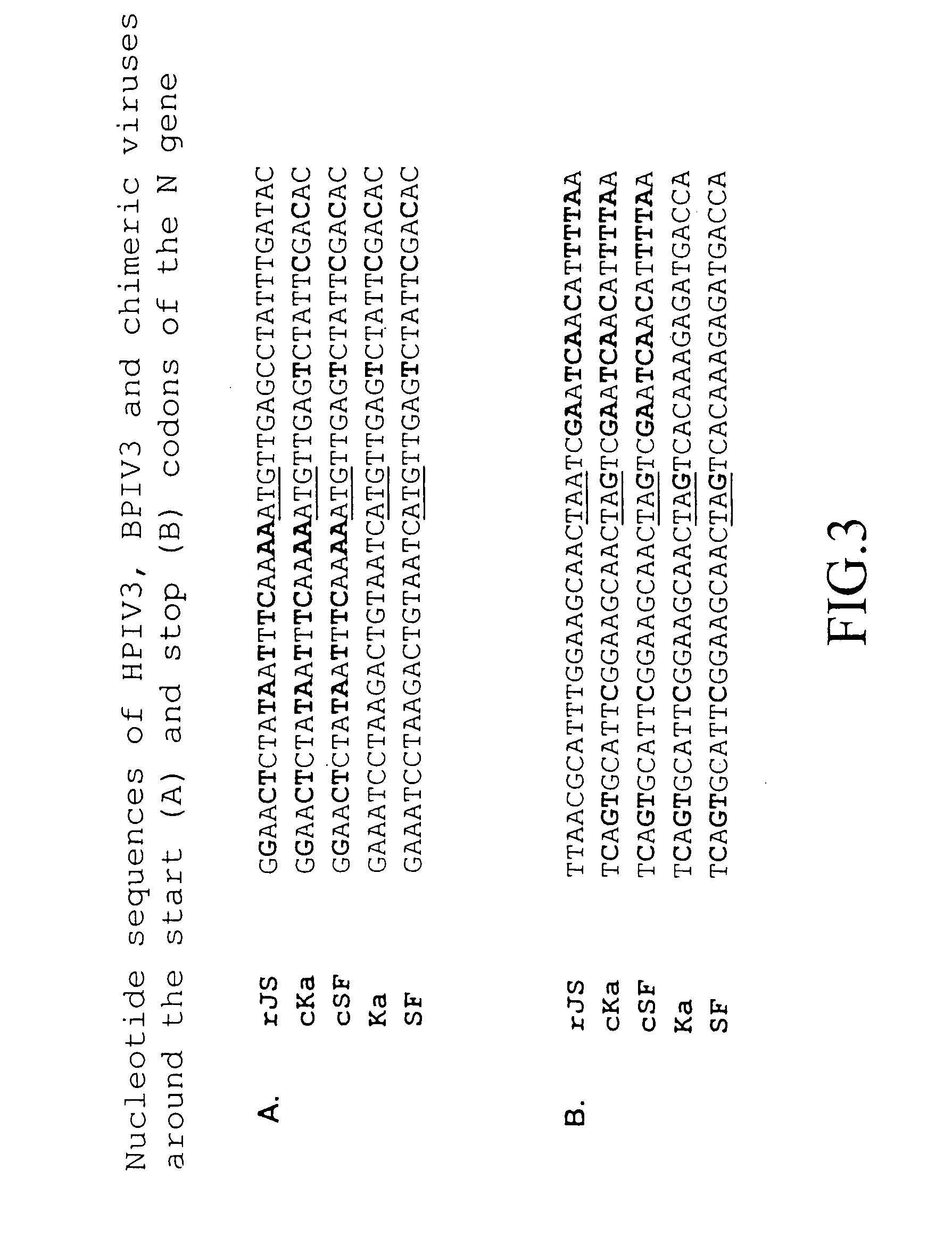 Attenuated human-bovine chimeric parainfluenza virus(PIV) vaccines