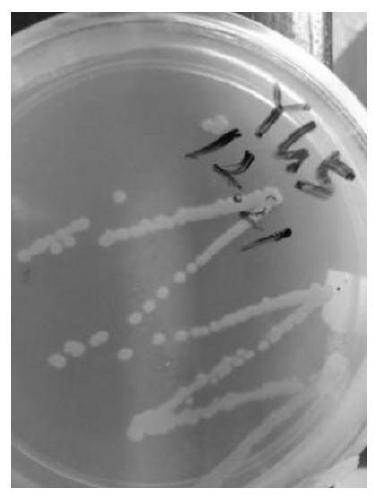 Heterotrophic nitrification-aerobic denitrification pseudomonas and culture method and application thereof