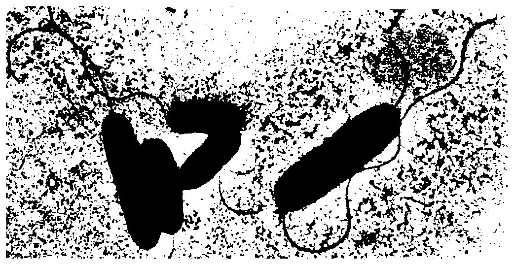 Heterotrophic nitrification-aerobic denitrification pseudomonas and culture method and application thereof