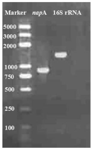 Heterotrophic nitrification-aerobic denitrification pseudomonas and culture method and application thereof