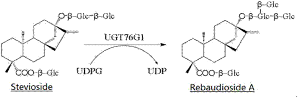 Genetically engineered bacteria and application thereof to preparation of rebaudioside A