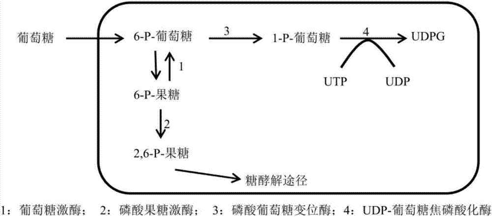 Genetically engineered bacteria and application thereof to preparation of rebaudioside A