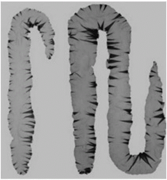 Hermaphrodite laver dihaploid colony building method