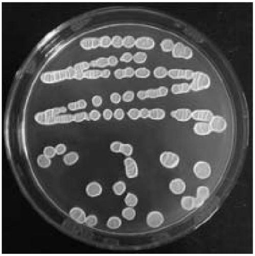 Broad-spectrum disease resistance bacillus and application thereof