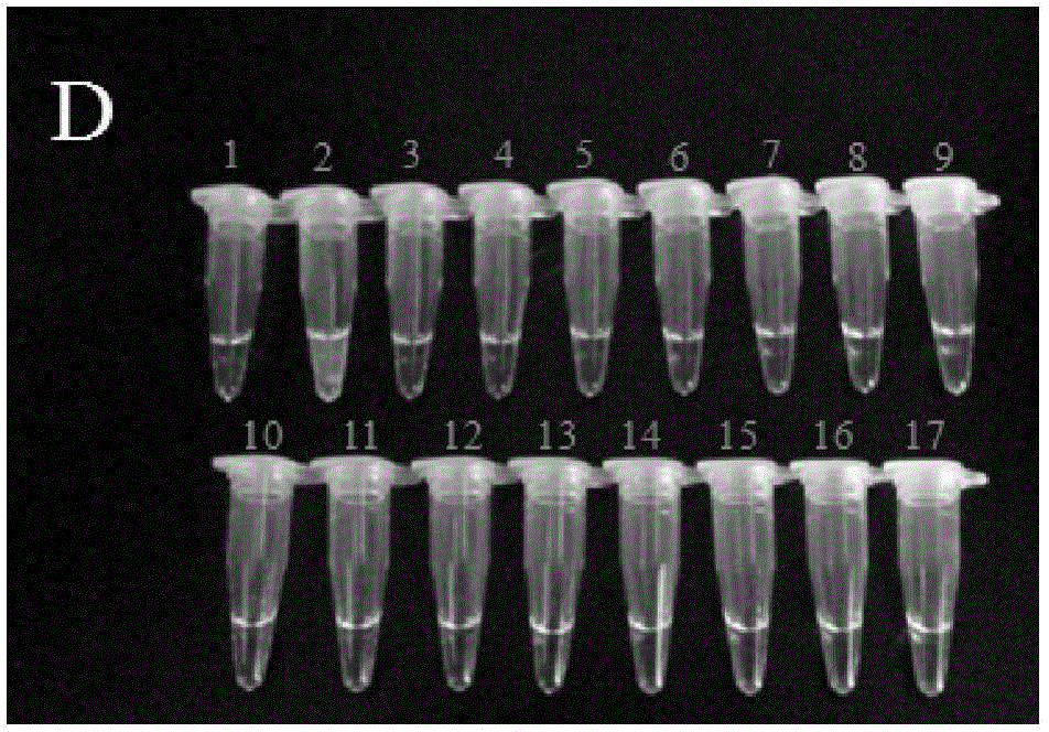 Lamp detection primer set and kit for Aeromonas temperatus