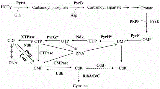 Recombinant microorganism for producing cytidine and method for producing cytidine